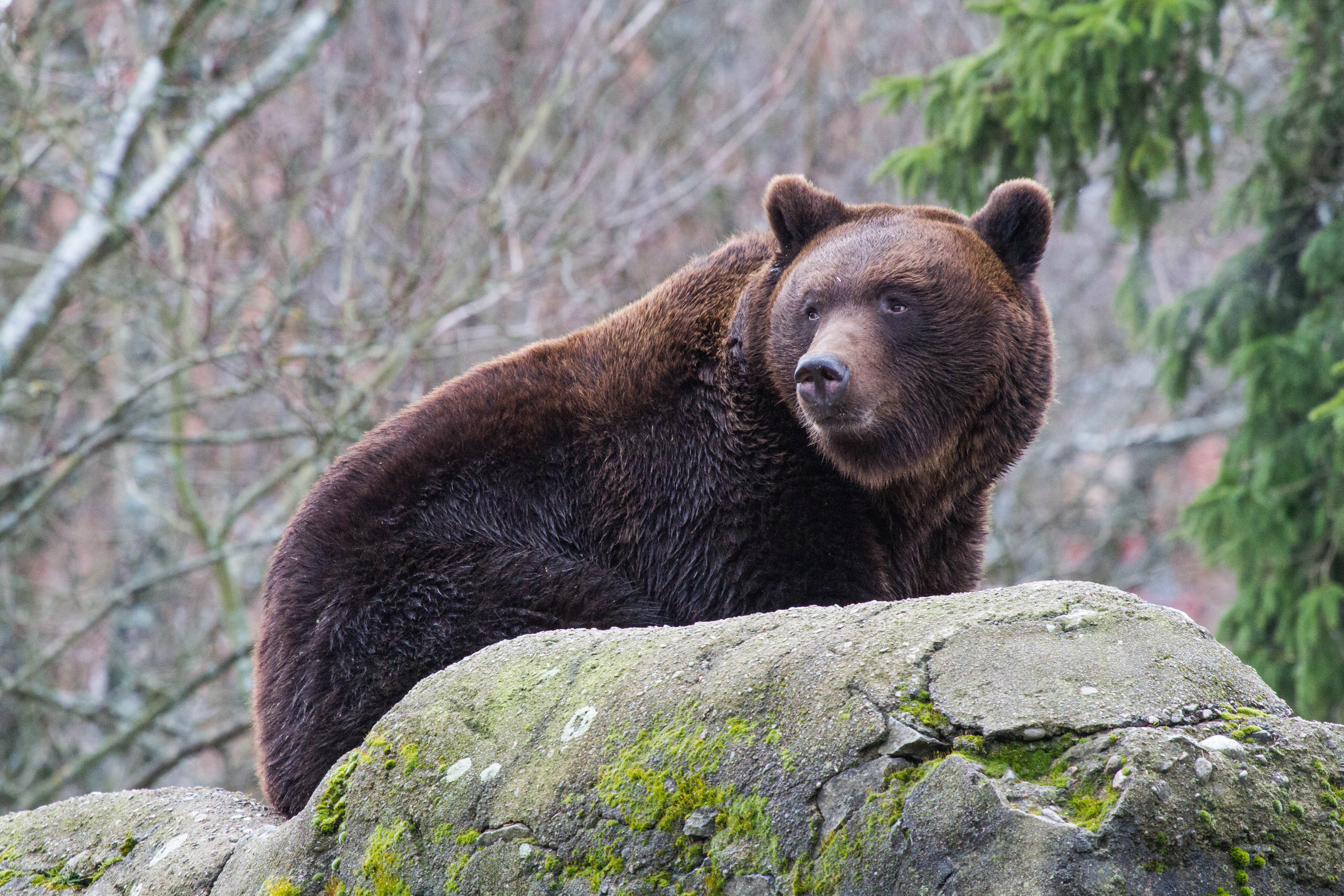 Bjorn_Skansen